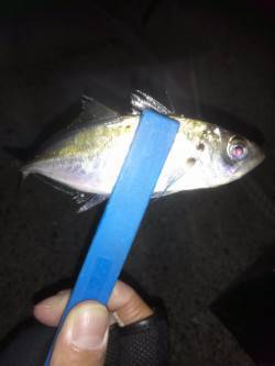 東二見にて22時過ぎからアジング　1時間半…