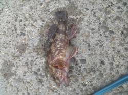 高砂港　太刀魚釣りの残りのキビナゴで穴釣り…