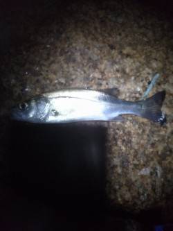 高砂港周辺にてメバリング　風強く寒い中での…