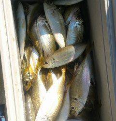 旧の赤灯台でアジ好調！　アジのノマセ釣りで良型スズキも☆