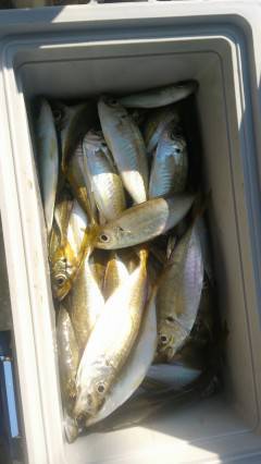 旧の赤灯台でアジ好調！　アジのノマセ釣りで良型スズキも☆