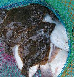 岸和田一文字　クリスマスカレイの季節〜青イソメでカレイ13枚♫　