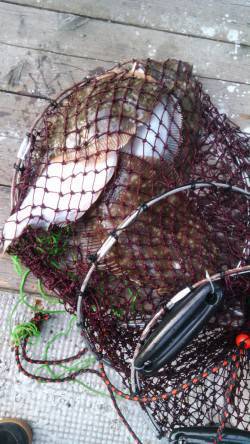 岸和田一文字　沖の北でカレイの釣果　30〜…