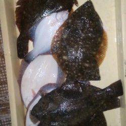 岸和田一文字 青イソメでクリスマスカレイ 沖の北で38cm、沖のカーブで20枚