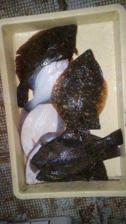 岸和田一文字 青イソメでクリスマスカレイ 沖の北で38cm、沖のカーブで20枚