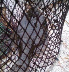 【20日】岸和田一文字　沖の北でカレイ38センチ　旧の赤灯台ではアジ大漁！