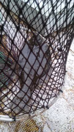 【20日】岸和田一文字　沖の北でカレイ38センチ　旧の赤灯台ではアジ大漁！