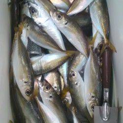 【20日】岸和田一文字　沖の北でカレイ38センチ　旧の赤灯台ではアジ大漁！