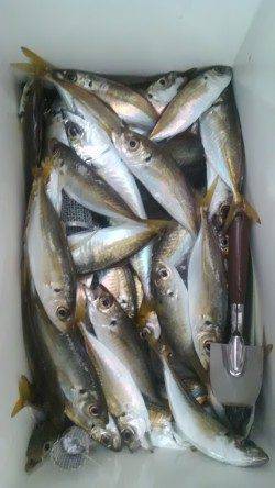 【20日】岸和田一文字　沖の北でカレイ38センチ　旧の赤灯台ではアジ大漁！