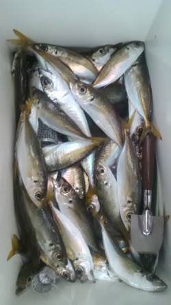 【20日】岸和田一文字　沖の北でカレイ38…