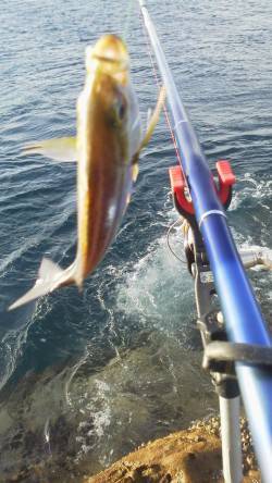 カツオ島　フカセでグレ・イサギ・アイゴ　水…