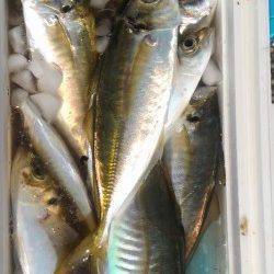 岸和田一文字　サビキで良型アジの釣果