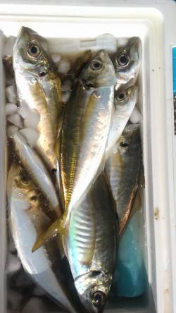 岸和田一文字　サビキで良型アジの釣果