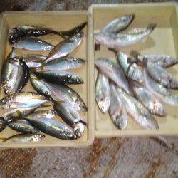 岸和田一文字　サビキで良型アジの釣果