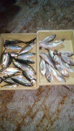岸和田一文字　サビキで良型アジの釣果