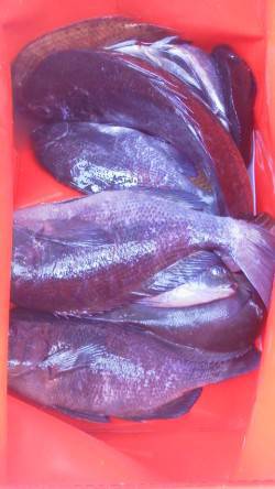 御坊カツオ島へフカセ釣行　天気は最高もなか…