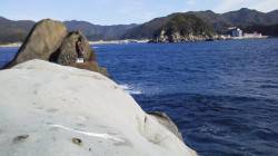 周参見の山西渡船からカツオ島へ　遠投でポツ…