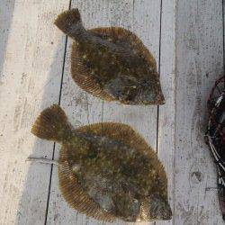 岸和田一文字　カレイの投げ釣り好調です☆