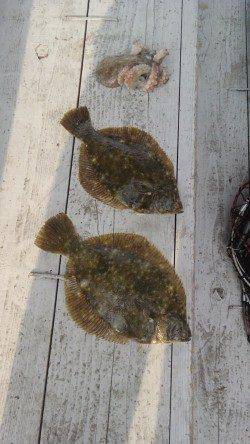 岸和田一文字　カレイの投げ釣り好調です☆