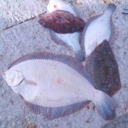 岸和田一文字　カレイの投げ釣り好調です☆