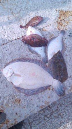 岸和田一文字　カレイの投げ釣り好調です☆