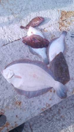 岸和田一文字 カレイの投げ釣り好調です☆