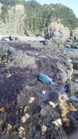 あまりの天気の良さに小浦崎の地磯へ　エサ取…