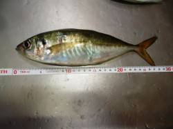 助松埠頭周辺のアジング釣行　26～28cm…