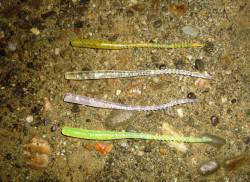 助松埠頭周辺アジング　今日は激渋でした～