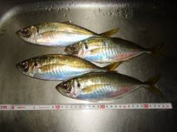 貝塚周辺　仕事終わりのアジングでアジ・ガシ…