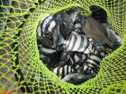 和歌山北港魚つり公園　サンバソウ・ウマヅラ…