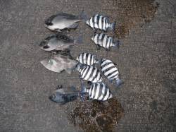 和歌山北港魚つり公園　グレ・ウマヅラハギ・…