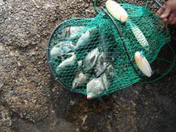 和歌山北港魚つり公園　カゴ釣りでグレ・メバ…