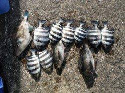 和歌山北港魚つり公園グレ38.3cm！　ほかサンバソウ・メバル・ウマヅラなど