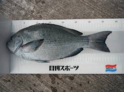 和歌山北港魚つり公園グレ38.3cm！　ほ…