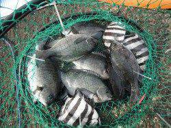 和歌山北港魚つり公園　グレとサンバソウの釣果