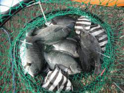 和歌山北港魚つり公園　グレとサンバソウの釣…