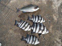 和歌山北港魚つり公園　グレとサンバソウの釣果