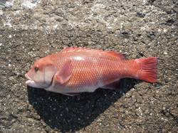 和歌山北港魚つり公園　カンダイ41cmが釣…