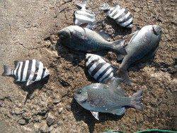 和歌山北港魚つり公園　サンバソウ・グレ・メバルの釣果