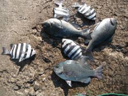 和歌山北港魚つり公園　サンバソウ・グレ・メ…