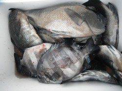 【12日】和歌山北港魚つり公園　グレとサンバソウの釣果