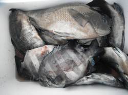 【12日】和歌山北港魚つり公園　グレとサン…