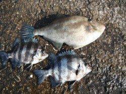 北港釣り公園　グレ・サンバソウ・ウマヅラなどの釣果