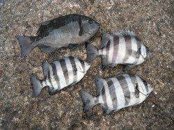 【15日】和歌山北港魚つり公園でのグレ・サンバソウ釣果