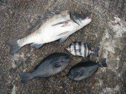 【15日】和歌山北港魚つり公園でのグレ・サンバソウ釣果