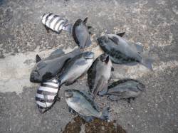 和歌山北港魚つり公園　雨の中でもグレ・サン…