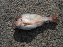 和歌山北港魚つり公園　マダイ43cmの釣果…