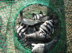 和歌山北港魚つり公園　マダイ43cmの釣果　ほかグレ・サンバソウも