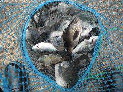 和歌山北港魚つり公園　グレとメバルの釣果